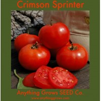Tomato - Crimson Sprinter - Organic
